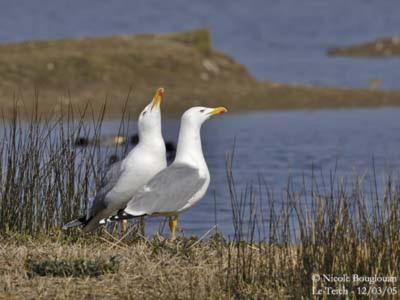 Louannec Les Mouettes Amoureuses 빌라 외부 사진
